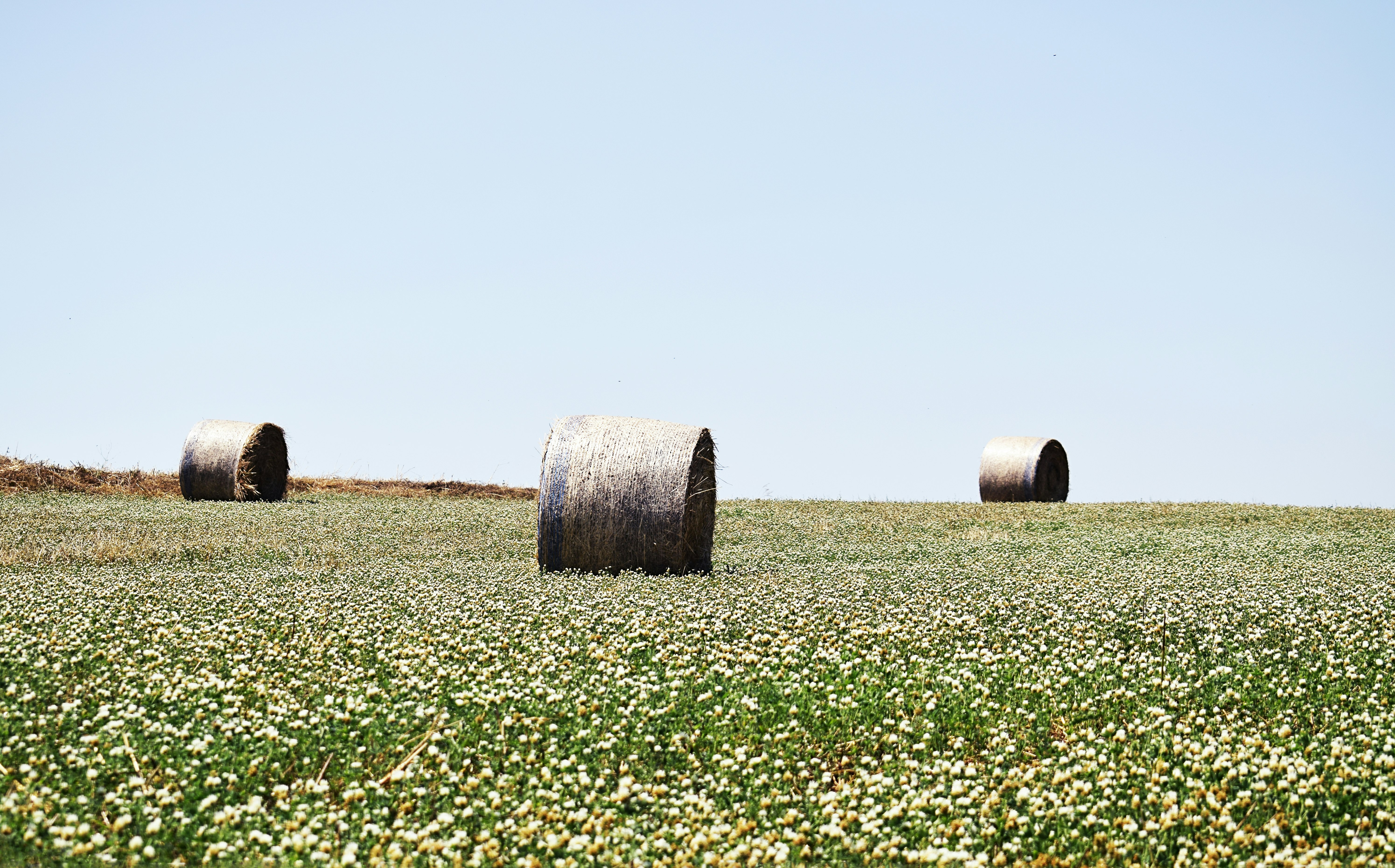 white petaled flowers field